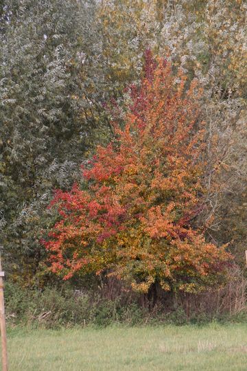 Herbst auf der Streuobstwiese Gronau